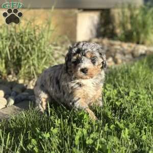 Moana, Mini Bernedoodle Puppy
